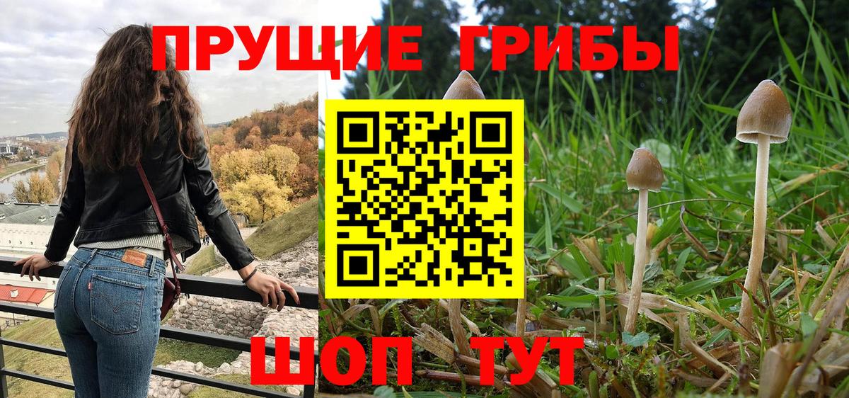 Котлас  Галлюциногенные грибы прущие грибы  Вход с VPN 